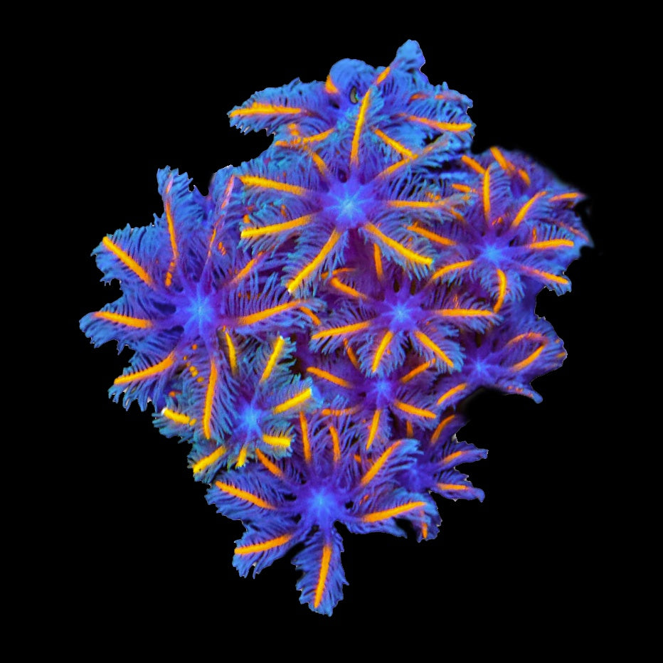 Clove Polyp Candy Corn