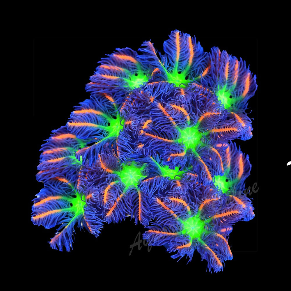 Clove Polyp Fireworks