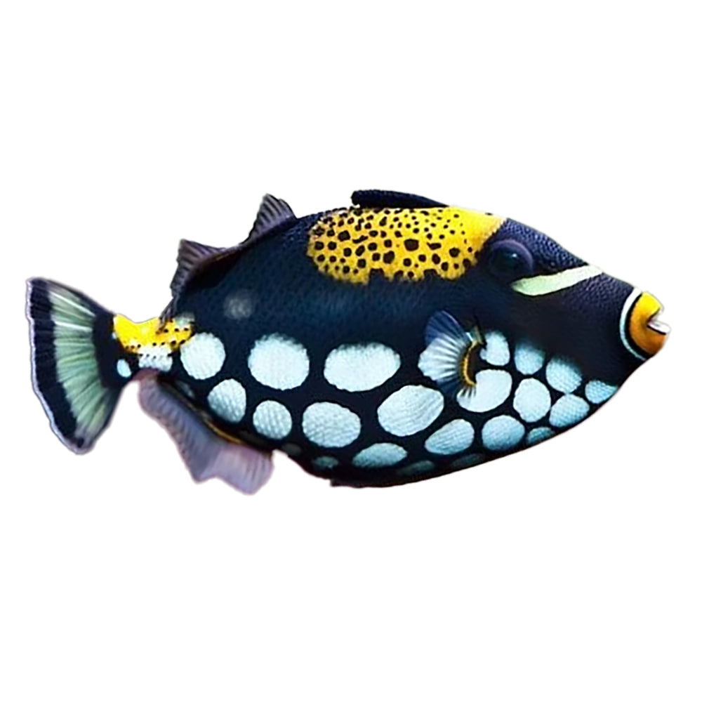 Trigger Clown (Balistoides Conspicillum)