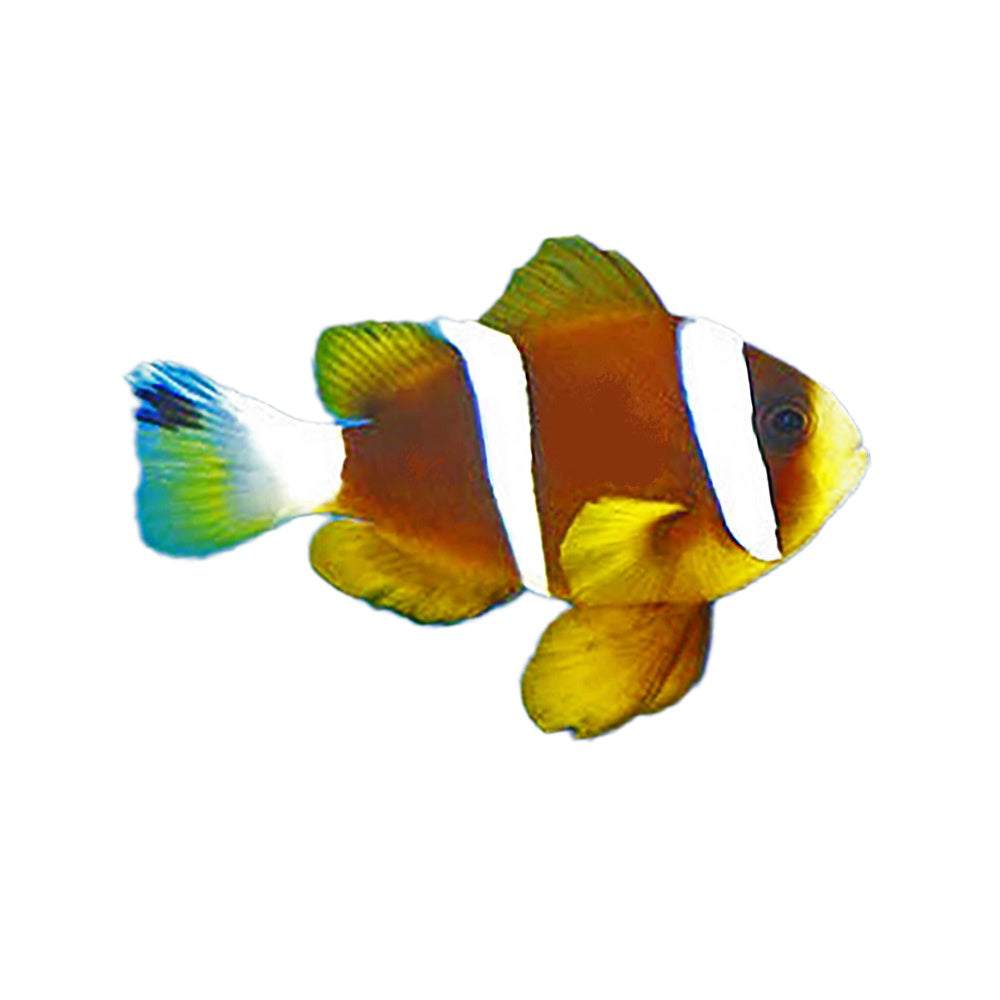 Clownfish Barrier Reef Akyndynos