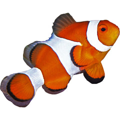 Orange Ocellaris Clownfish with white stripes