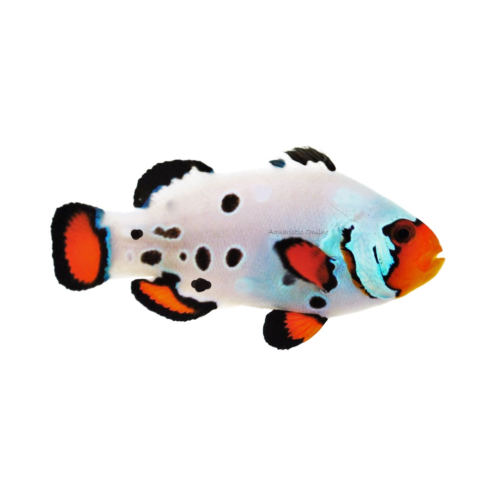 Clownfish Snow Onyx Frostbite
