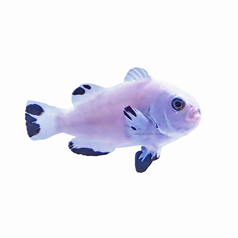 Clownfish-Snowstorm
