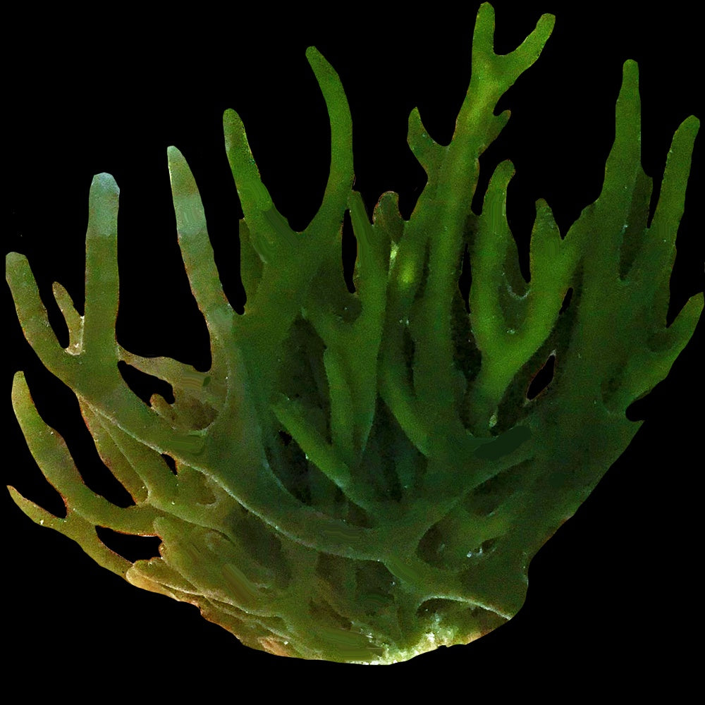 Codium Geppiorum Macroalgae