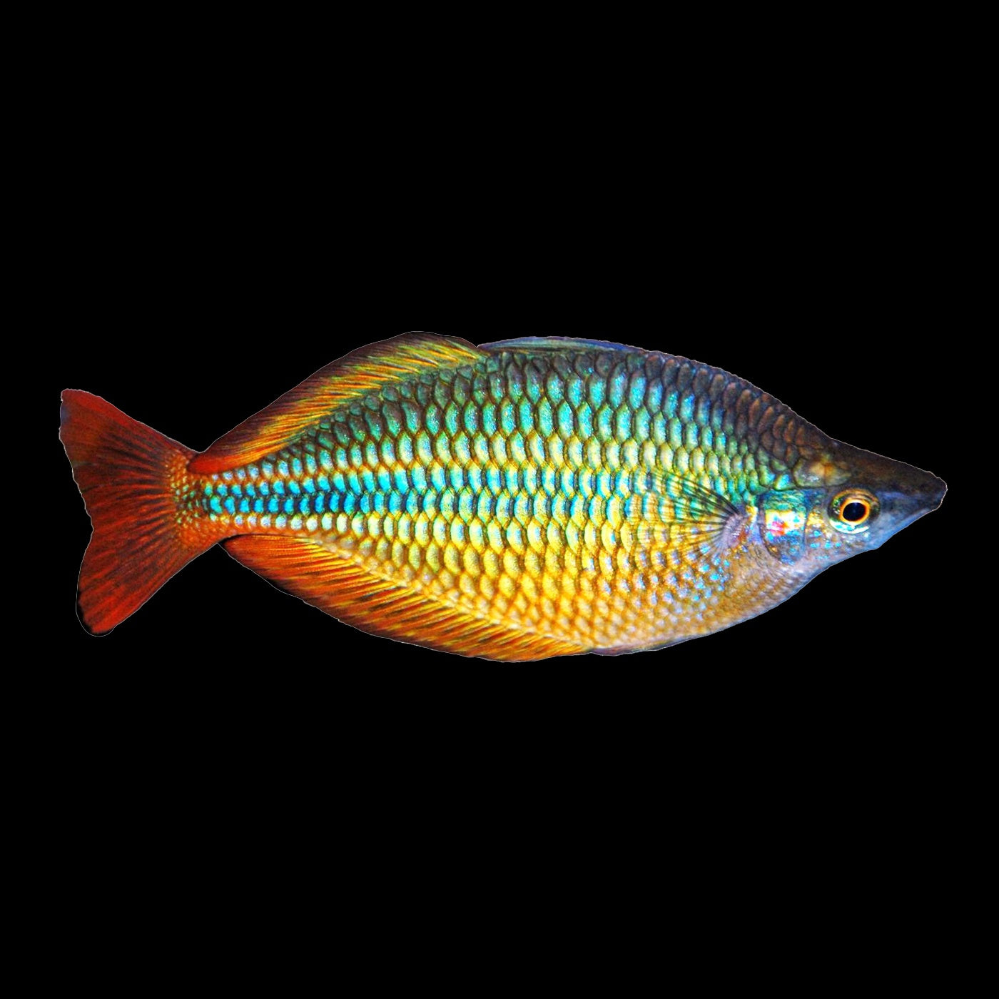 Rainbow Fish Coen River (Melanotaenia Trifasciata)