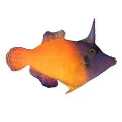 Orange Tailed Filefish (Pervagor Janthinosoma)