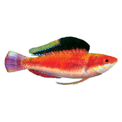 Conde Fairy Wrasse (Cirrhilabrus Condei)