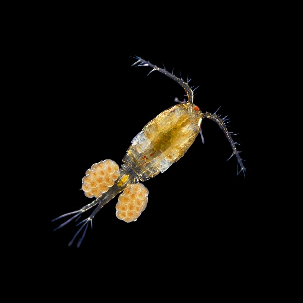 Copepods Apocyclops