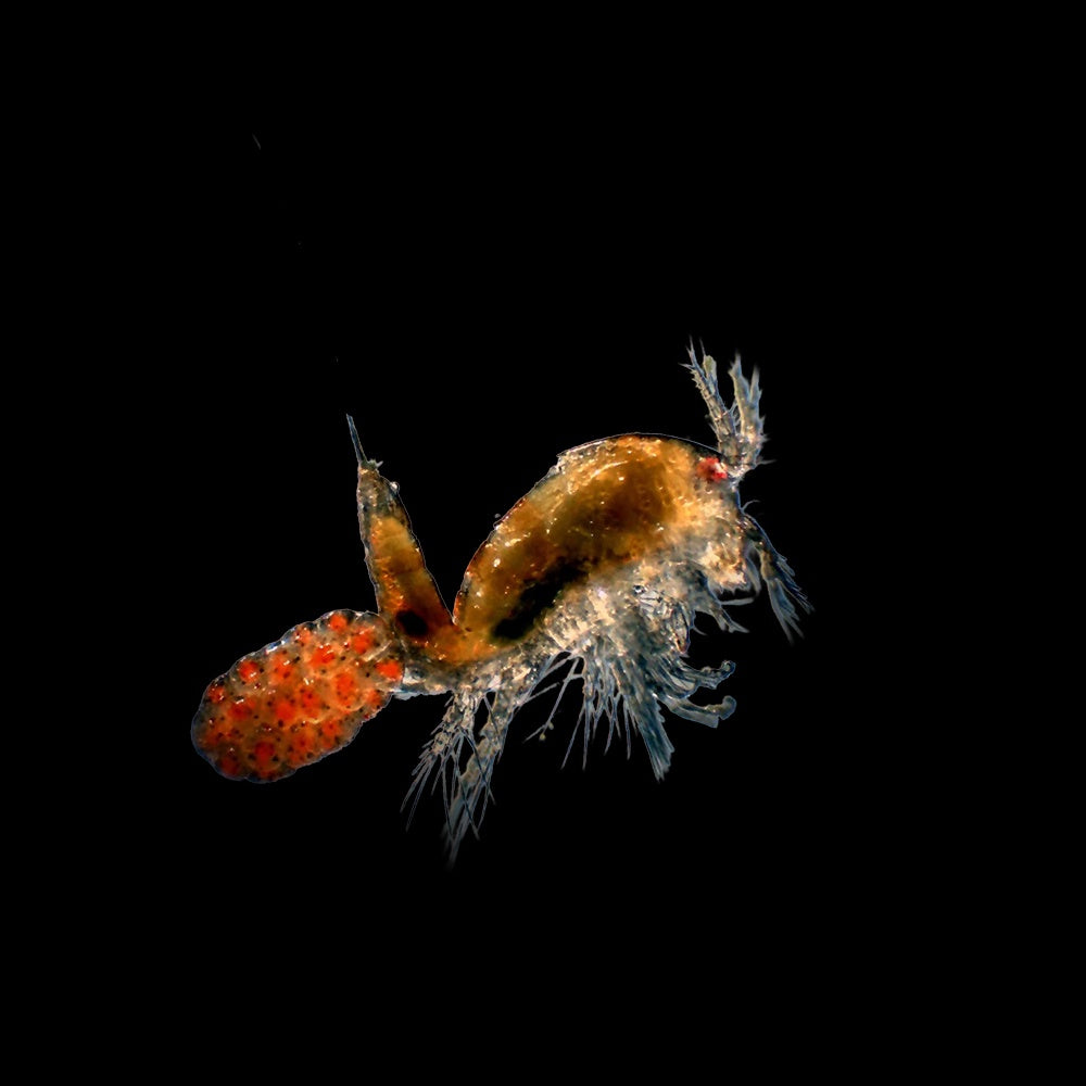 Copepods Tigriopus