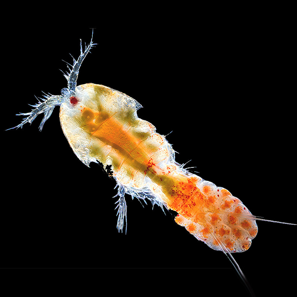 Copepods Tisbee