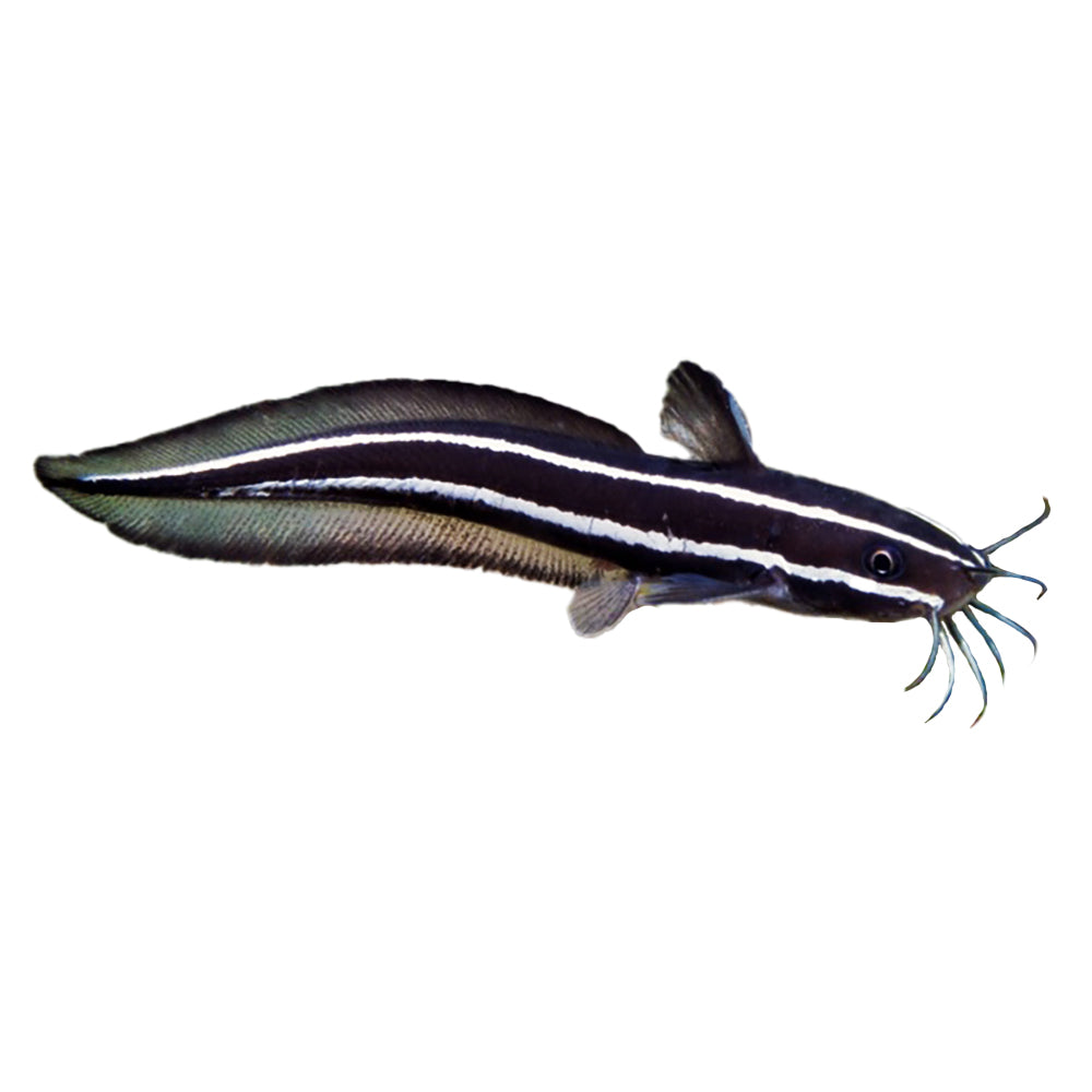 Coral Catfish (Plotosus Lineatus)