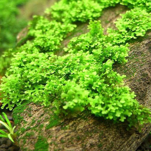 Micro Coral Moss - Riccardia Chamedryfolia (2.5x5cm)