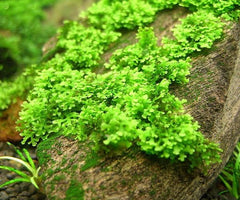 Micro Coral Moss - Riccardia Chamedryfolia (2.5x5cm)