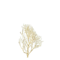 Coral Wood Small 15-20cm