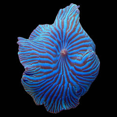 Corallimorph Blue Striped