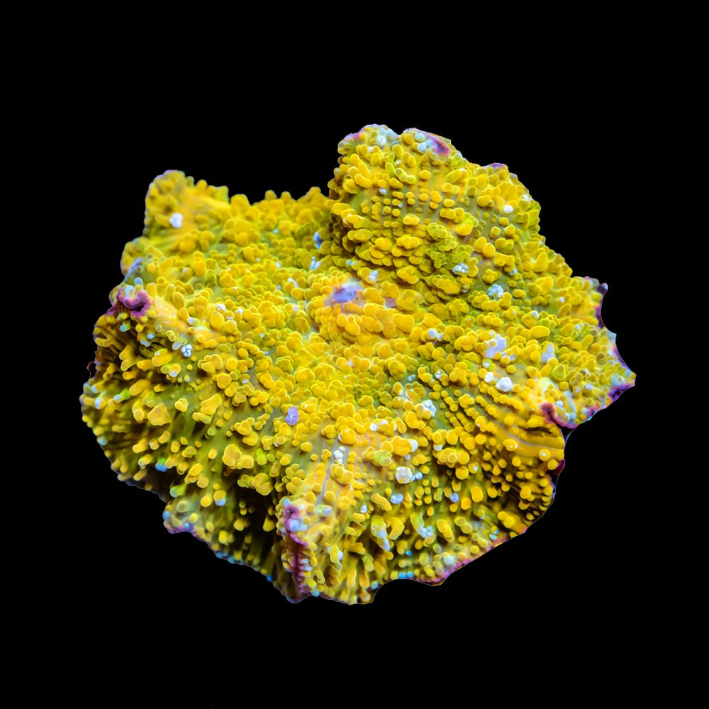 Corallimorph Gold