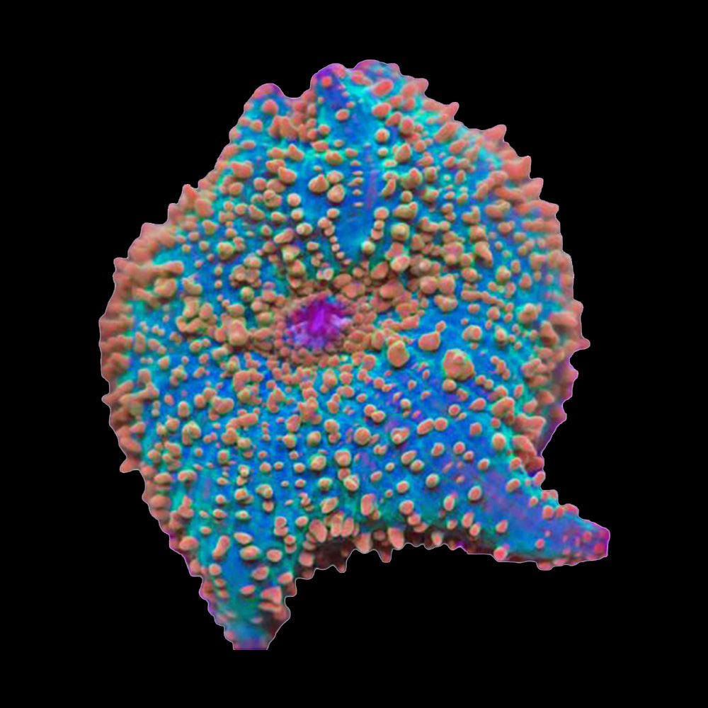 Corallimorph Turquoise Pink Spots