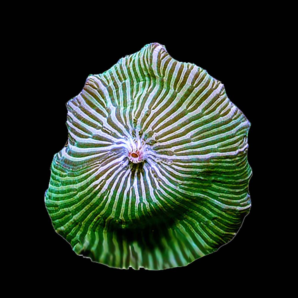 Corallimorph Striped Green