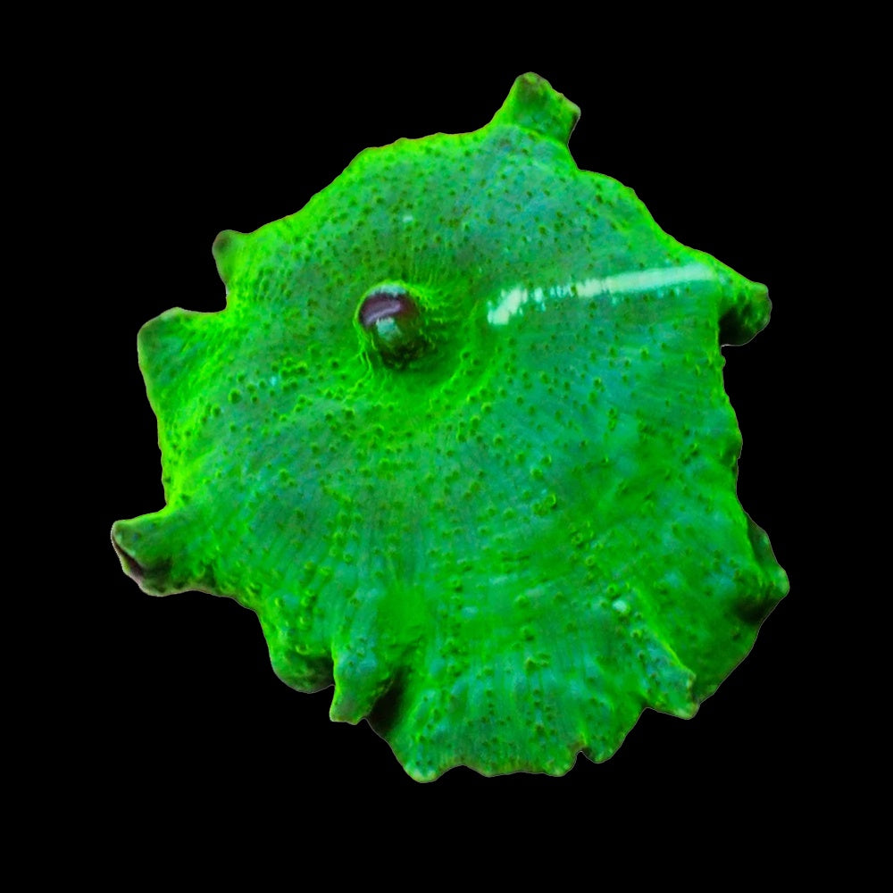 Corallimorph Green