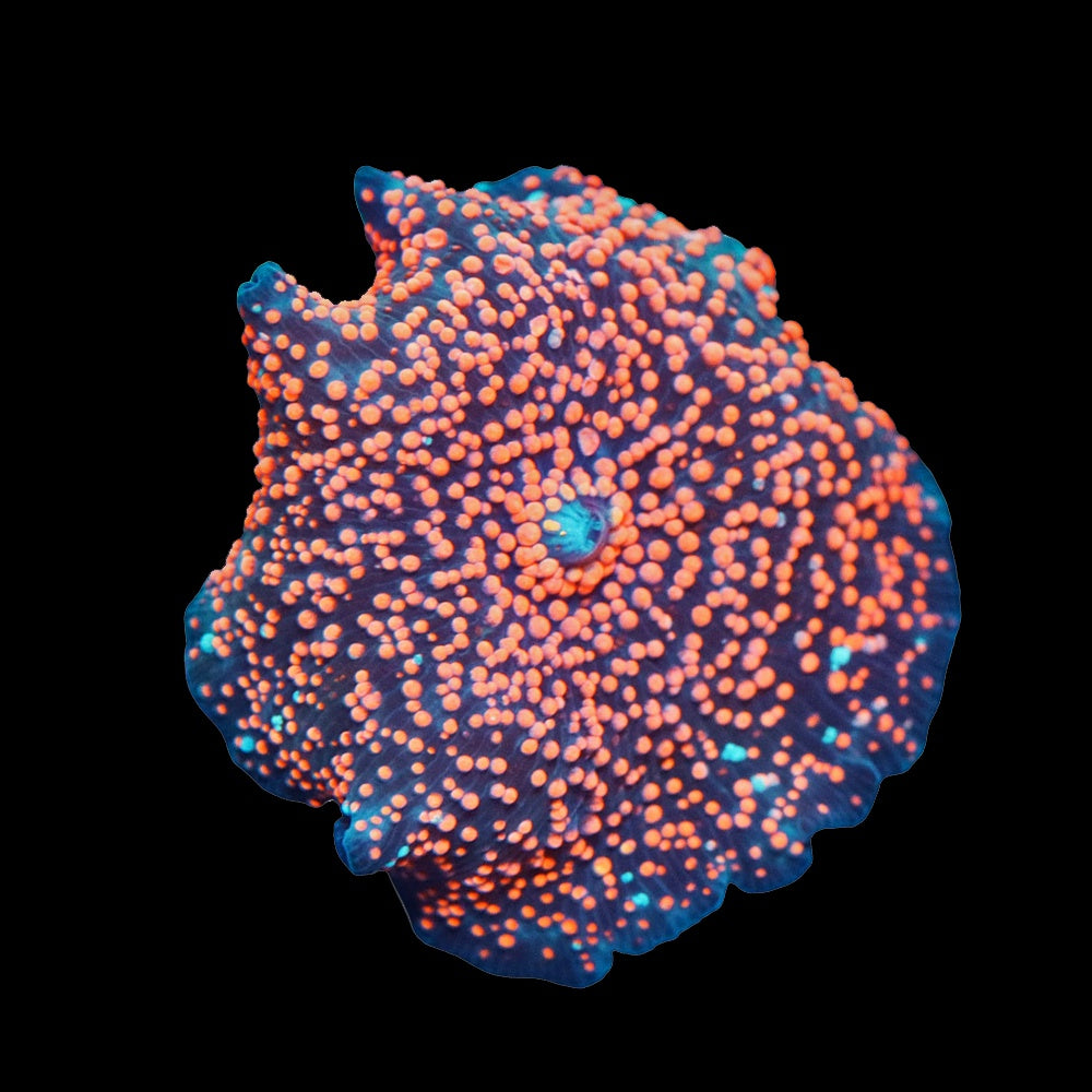 Corallimorph Interstellar Orange