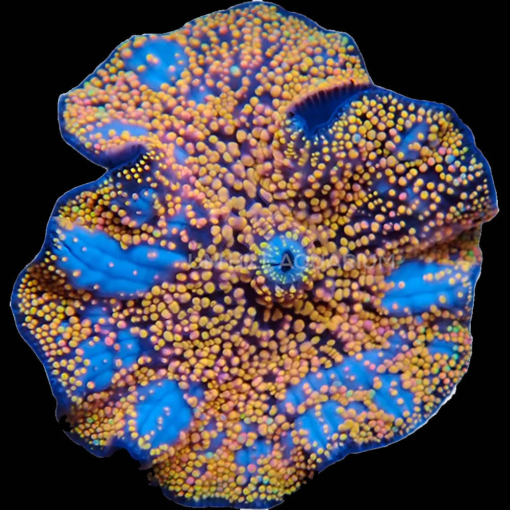 Corallimorph Interstellar