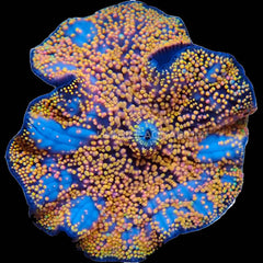 Corallimorph Interstellar