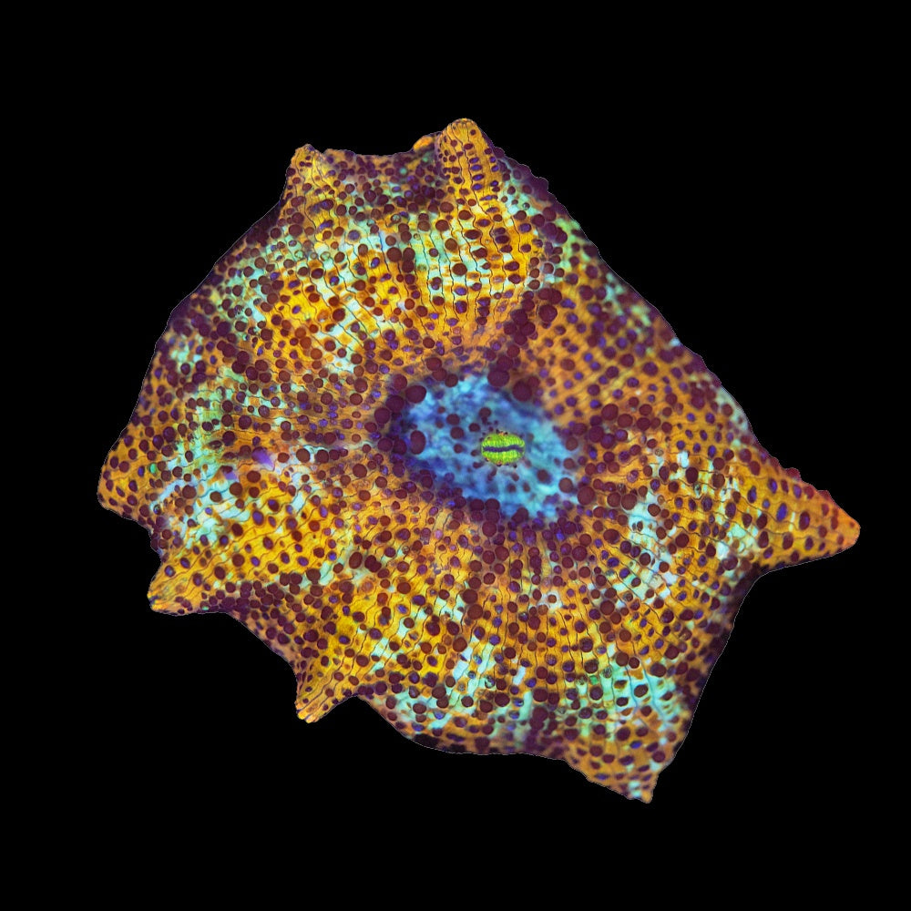 Corallimorph Leopard