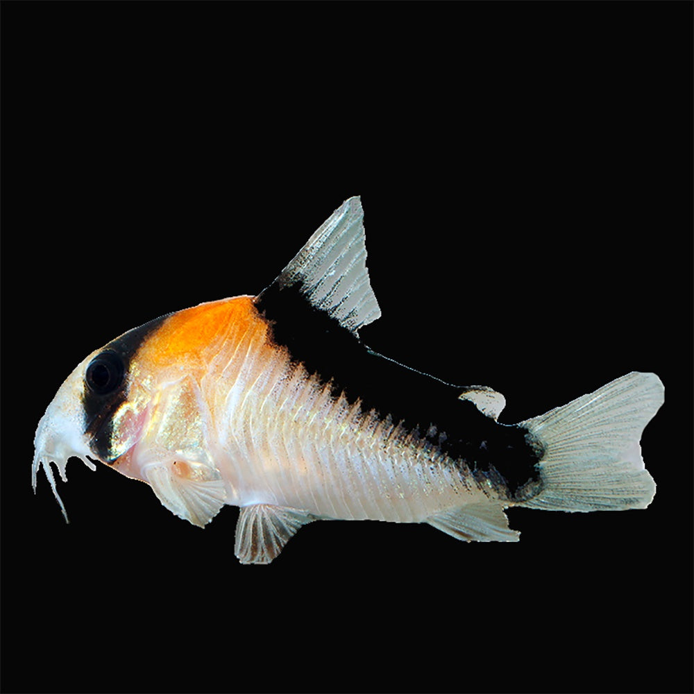 Corydoras adolfoi Adolfoi Corydora close-up