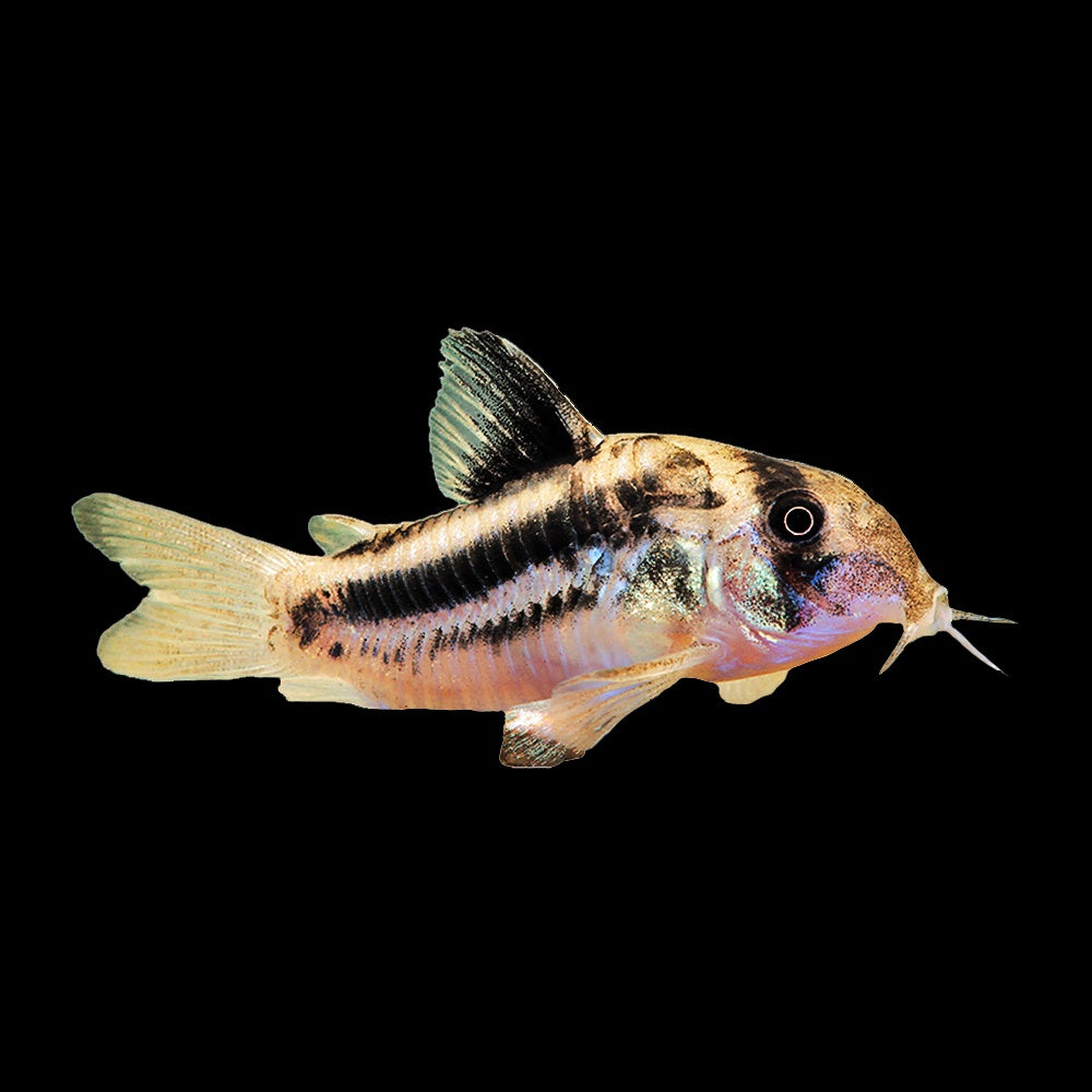 Corydoras Axelrodi CW169