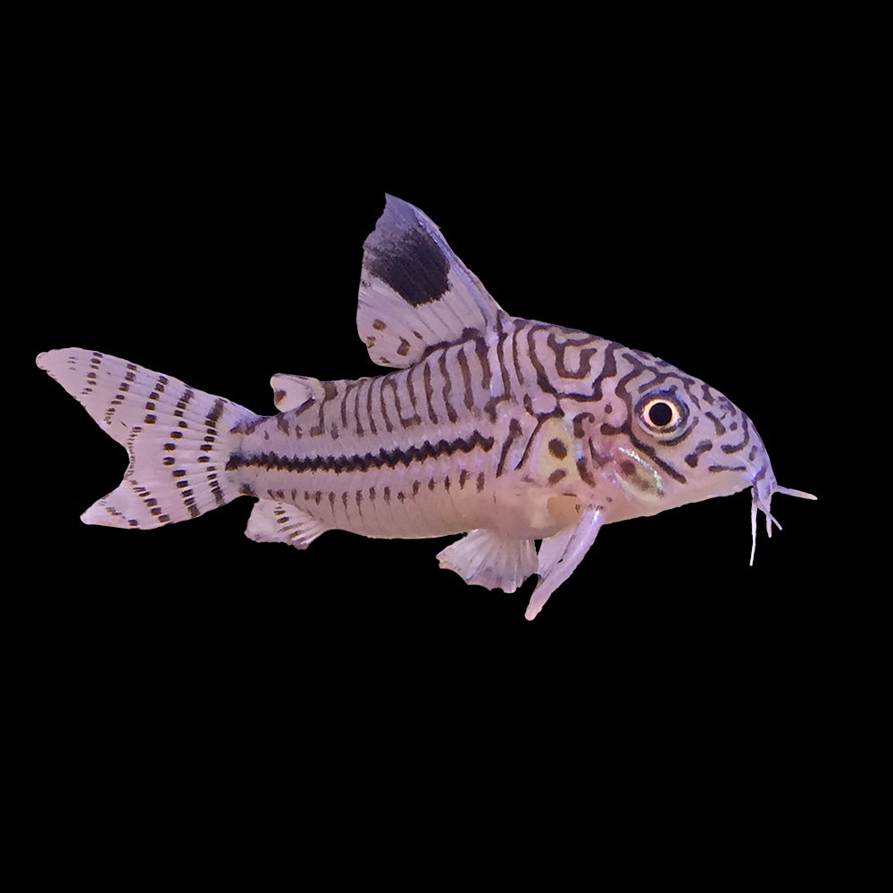 Leopard Corydoras