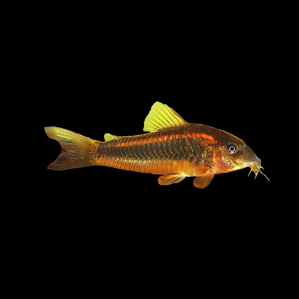 Corydoras Laser Red CW014