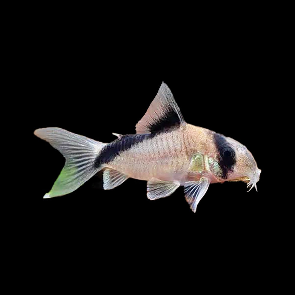Corydoras Bandit (Corydoras Metae)