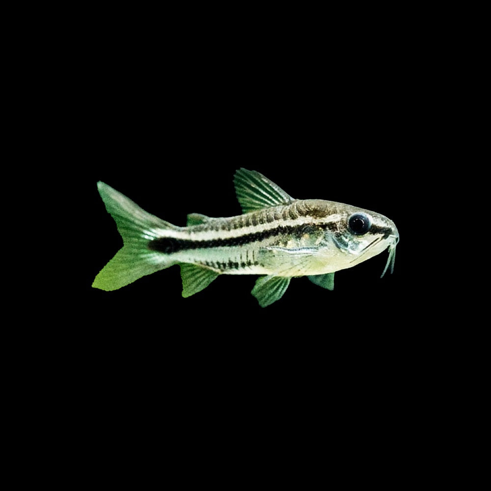 Corydoras Pygmaeus (Gastrodermus Pygmaeus)