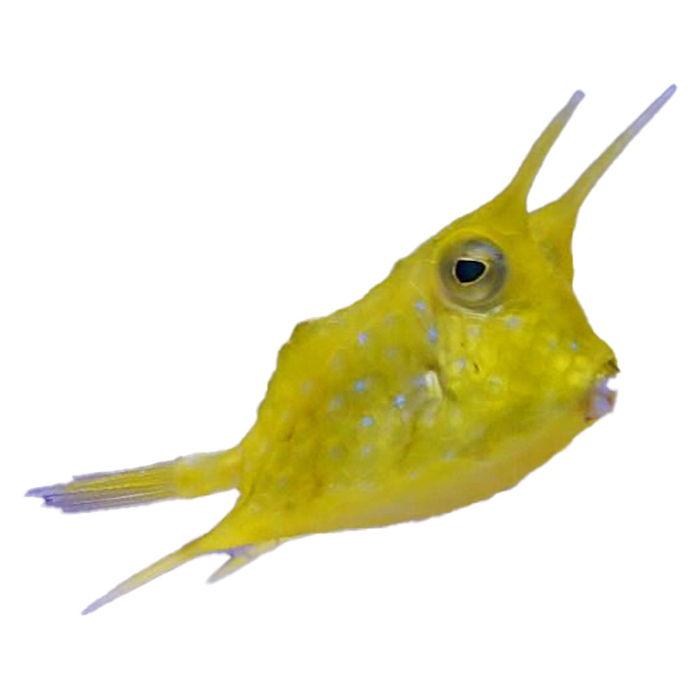Cowfish Long Horn (Lactoria Cornuta)