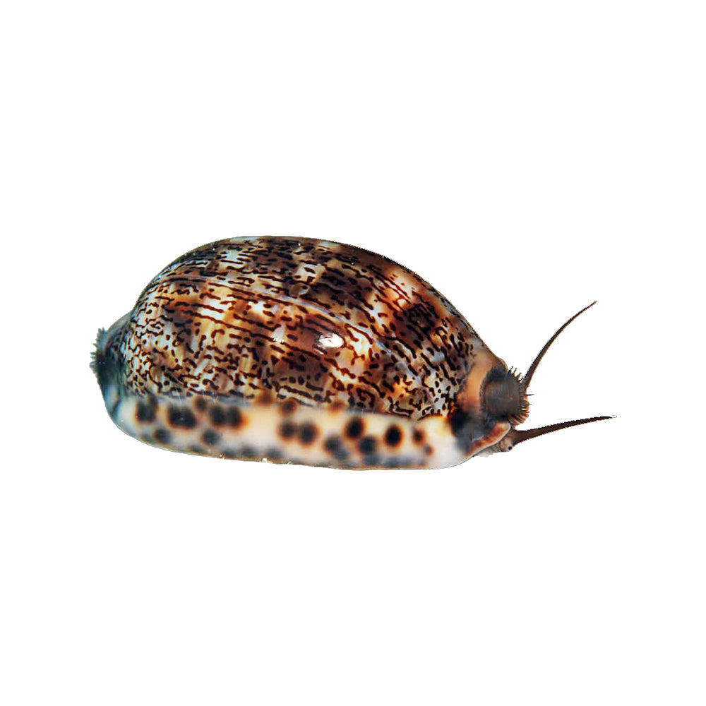 Cowrie Arabican (Mauritia Arabica)