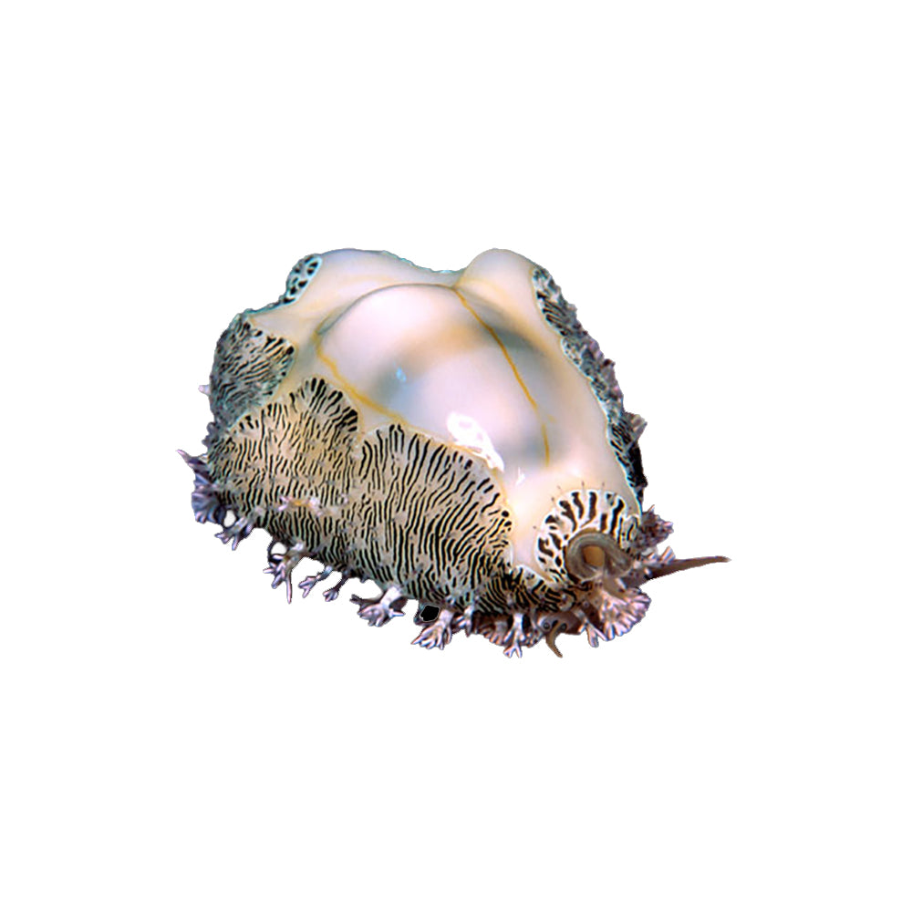 Cowrie Money (Monetaria Annulus)