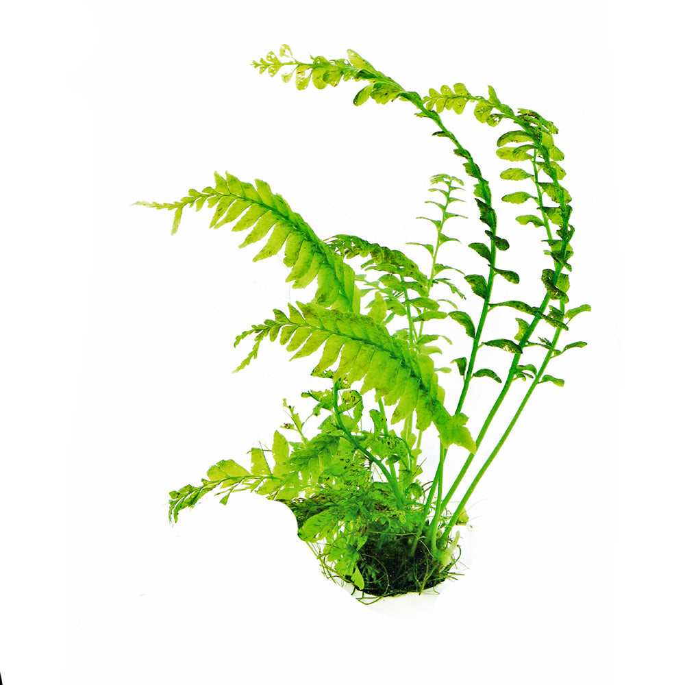 Crepidomanes Auriculatum