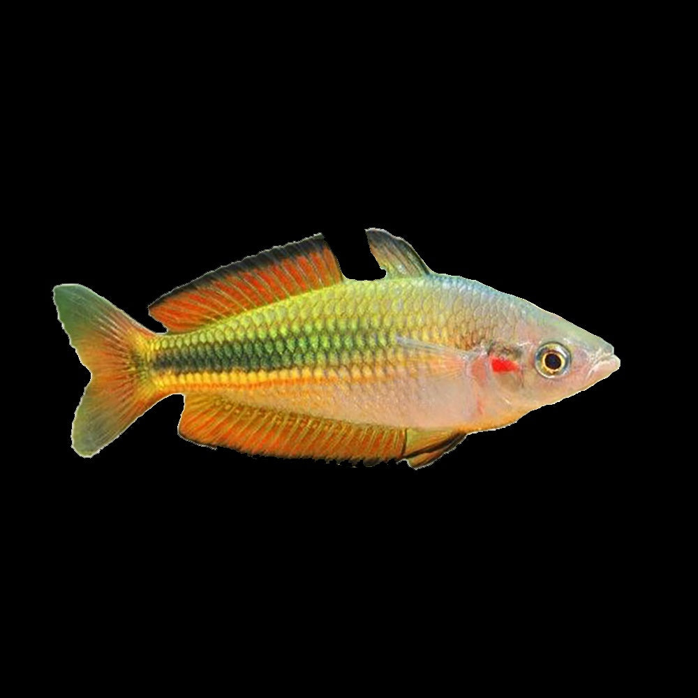 Rainbow Fish Crimson Spotted (Melanotaenia Duboulayi)