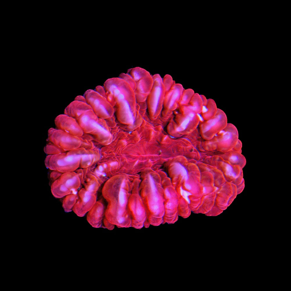 Cynarina Red