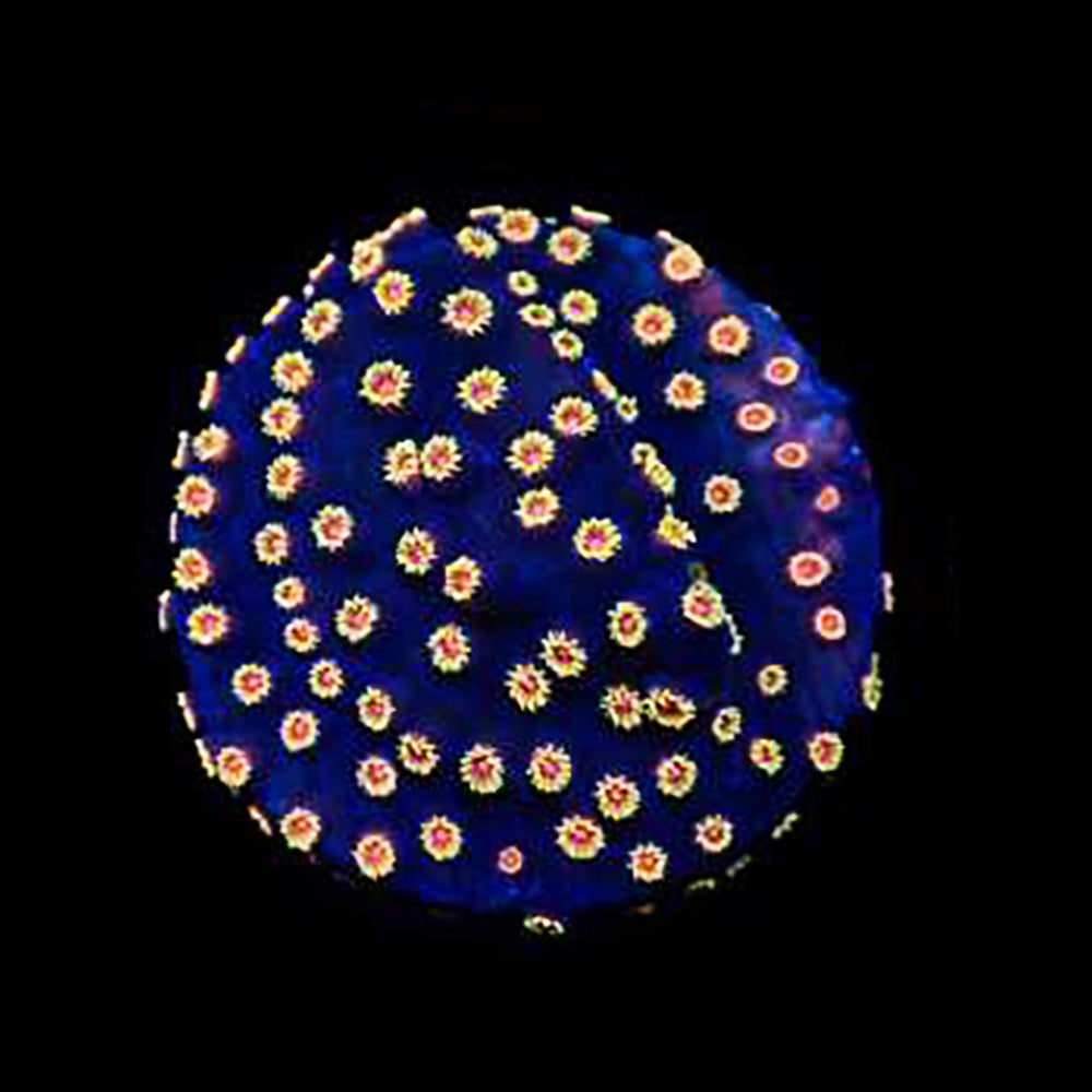 Cyphastrea Bizarro