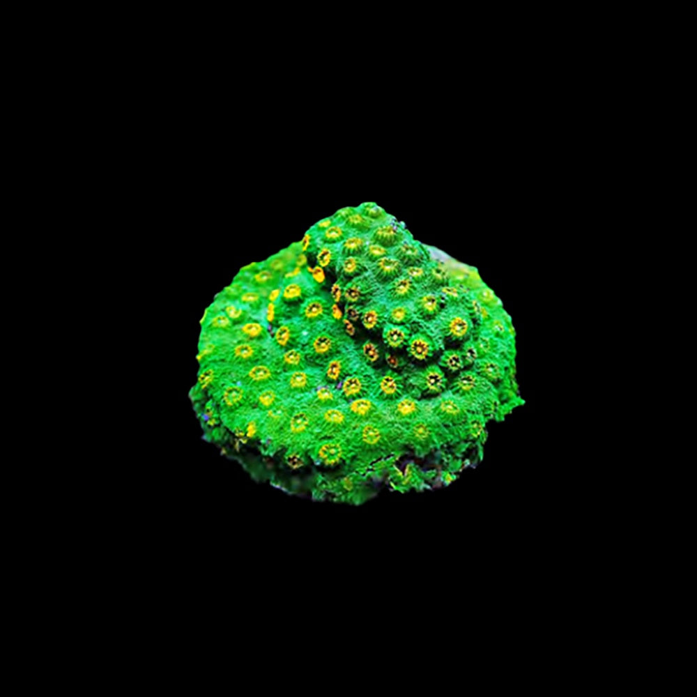 Cyphastrea Ectoplasm