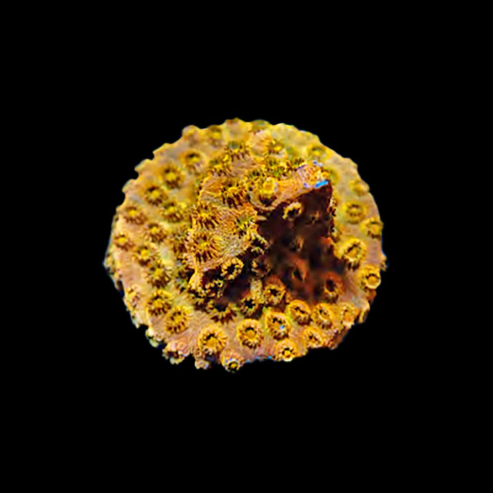 Cyphastrea Gold