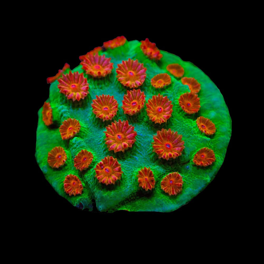 Cyphastrea Meteor Shower
