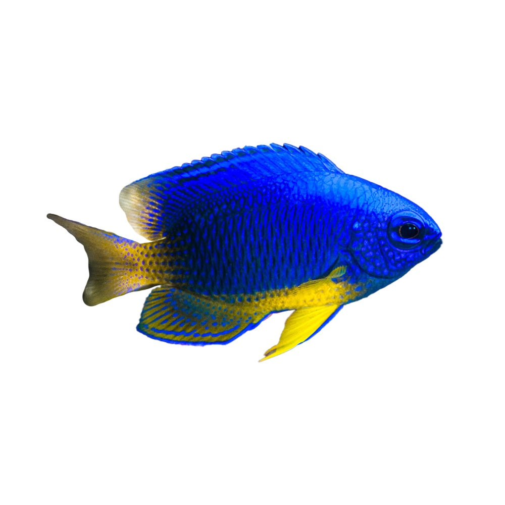 Damsel Blue Stripe (Pomacentrus Caeruleus) Available 4 June