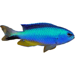 Neon Damsel Pomacentrus alleni bright blue coloration