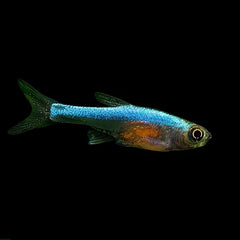 Neon Blue Rasbora (Sundadanio Axelrodi)
