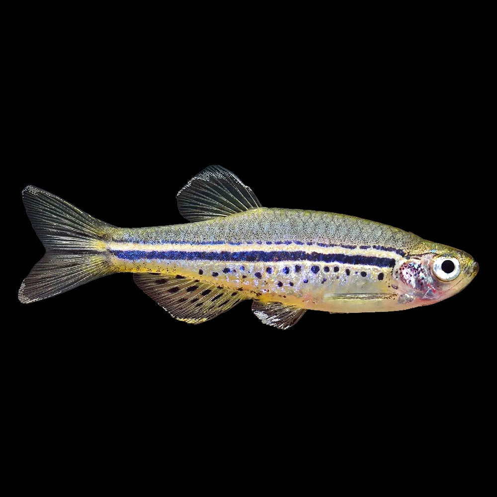 Danio Dwarf Spotted (Danio Nigrofasciatus)