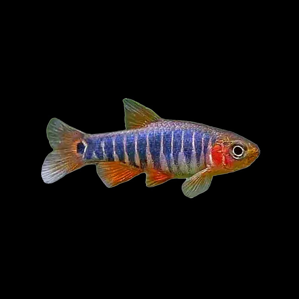 Danio Dwarf Emerald (Danio Erythromicron)