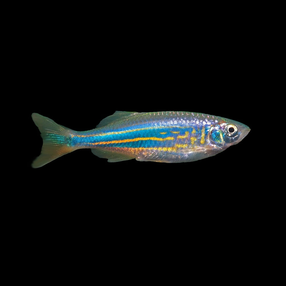 Danio Giant (Devario Aequipinnatus)