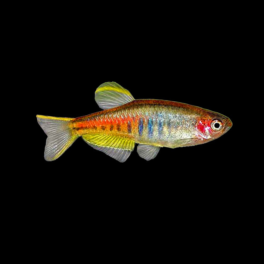 Danio Glowlight (Danio Choprai)